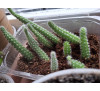 Кактус Хамецереус Сильвестра (Chamaecereus silvestrii)